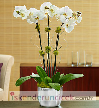 3 lü Beyaz Orkide