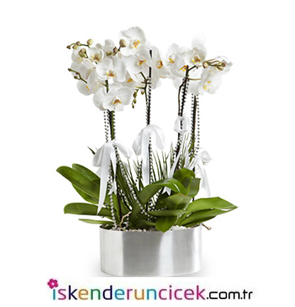 4 Dal Beyaz Phalaenopsis Orkide