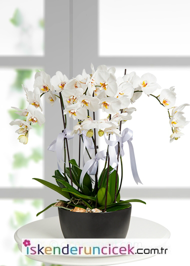 6 Lý Orkidee - iskenderun çiçekçi